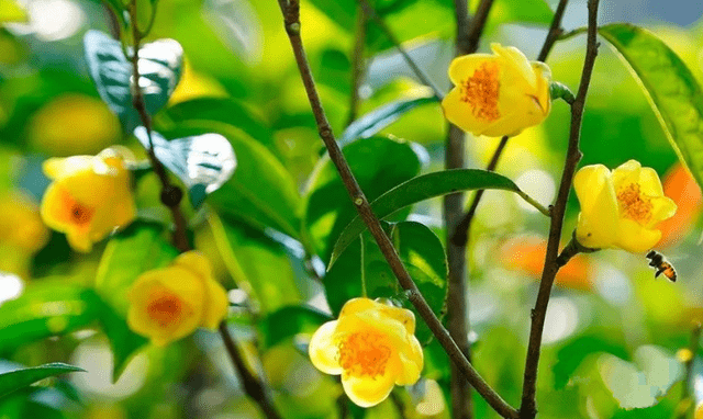 Đừng bỏ qua cây cảnh quý hiếm, đẹp rực rỡ này, có thể dùng làm thuốc, mang pha trà cũng rất thơm - Ảnh 8.