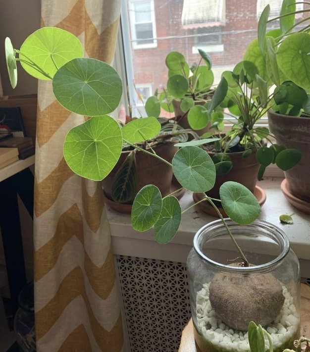 Cây cảnh củ lông lốc, lá tròn xoe, bonsai rất đẹp, leo giàn cũng hay, là vị thuốc quý - Ảnh 6.