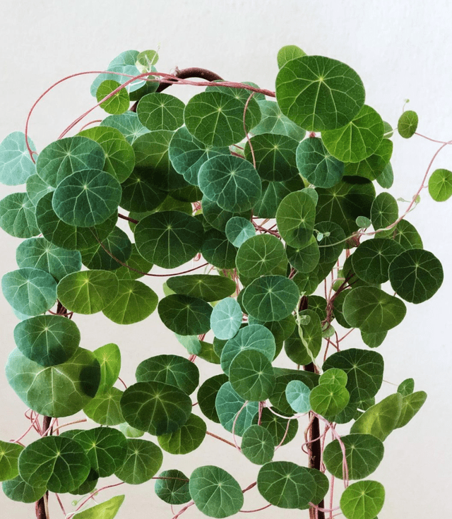 Cây cảnh củ lông lốc, lá tròn xoe, bonsai rất đẹp, leo giàn cũng hay, là vị thuốc quý - Ảnh 1.