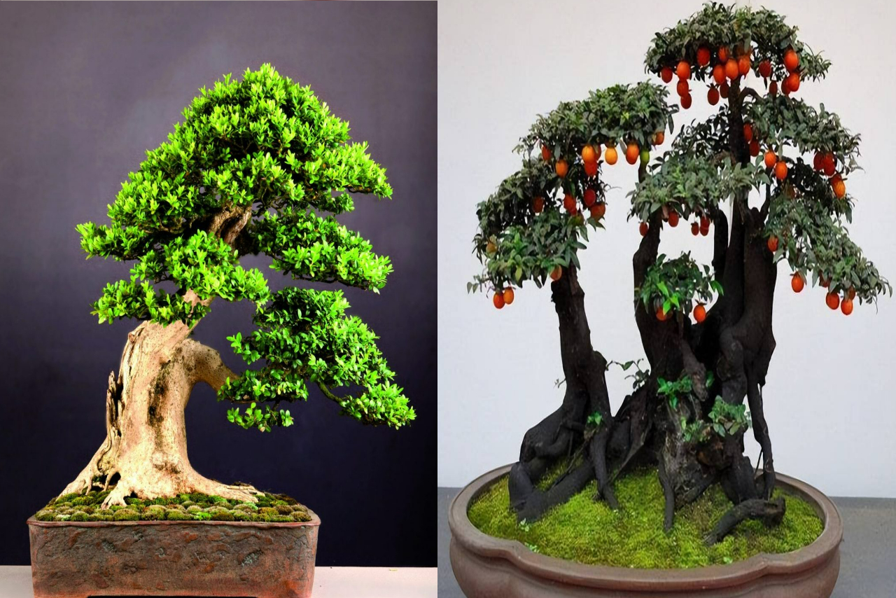 3 cây cảnh bonsai quý tộc, khí chất phi thường, giá trị cao, mang thịnh vượng, sung túc vào nhà - Ảnh 1. 3 cây cảnh bonsai quý tộc, khí chất phi thường, giá trị cao, mang thịnh vượng, sung túc vào nhà - Ảnh 1.