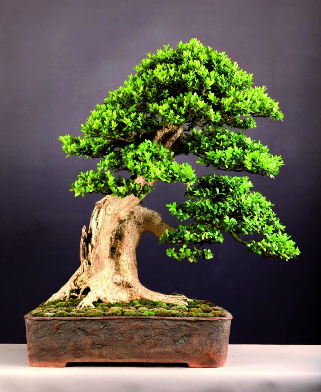 3 cây cảnh bonsai quý tộc, khí chất phi thường, giá trị cao, mang thịnh vượng, sung túc vào nhà - Ảnh 10. 3 cây cảnh bonsai quý tộc, khí chất phi thường, giá trị cao, mang thịnh vượng, sung túc vào nhà - Ảnh 10.