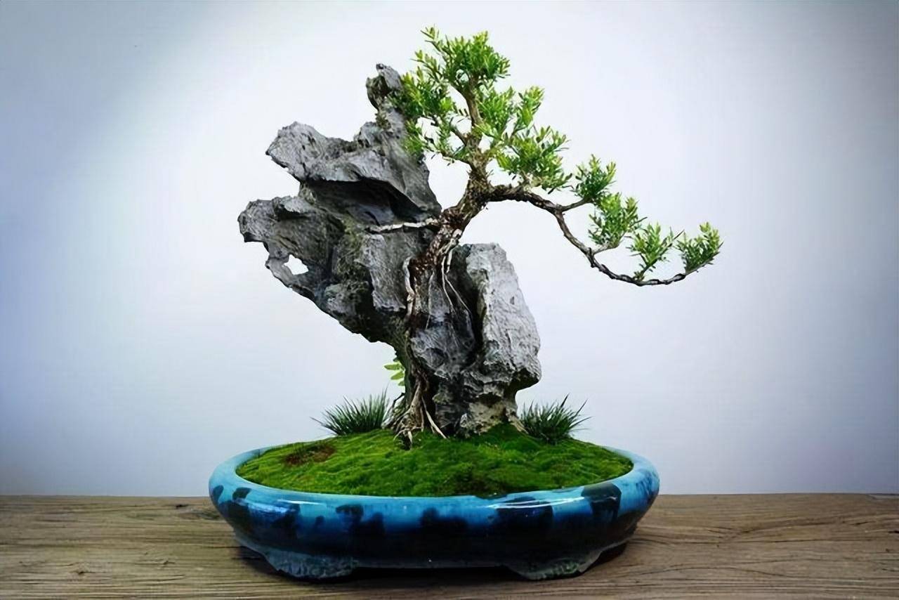 3 cây cảnh bonsai quý tộc, khí chất phi thường, giá trị cao, mang thịnh vượng, sung túc vào nhà - Ảnh 6. 3 cây cảnh bonsai quý tộc, khí chất phi thường, giá trị cao, mang thịnh vượng, sung túc vào nhà - Ảnh 6.