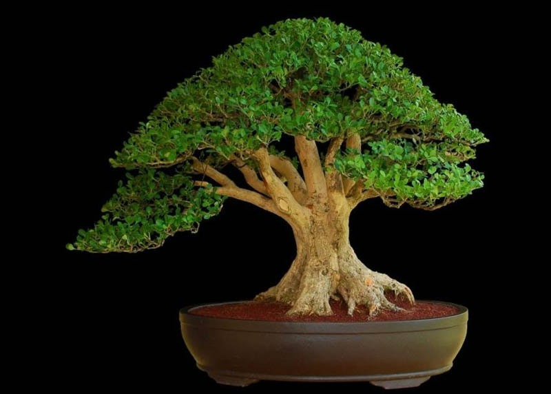 3 cây cảnh bonsai quý tộc, khí chất phi thường, giá trị cao, mang thịnh vượng, sung túc vào nhà - Ảnh 7. 3 cây cảnh bonsai quý tộc, khí chất phi thường, giá trị cao, mang thịnh vượng, sung túc vào nhà - Ảnh 7.