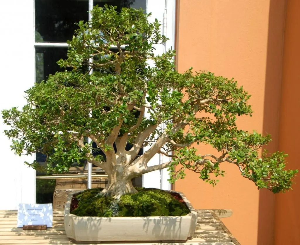 3 cây cảnh bonsai quý tộc, khí chất phi thường, giá trị cao, mang thịnh vượng, sung túc vào nhà - Ảnh 9. 3 cây cảnh bonsai quý tộc, khí chất phi thường, giá trị cao, mang thịnh vượng, sung túc vào nhà - Ảnh 9.