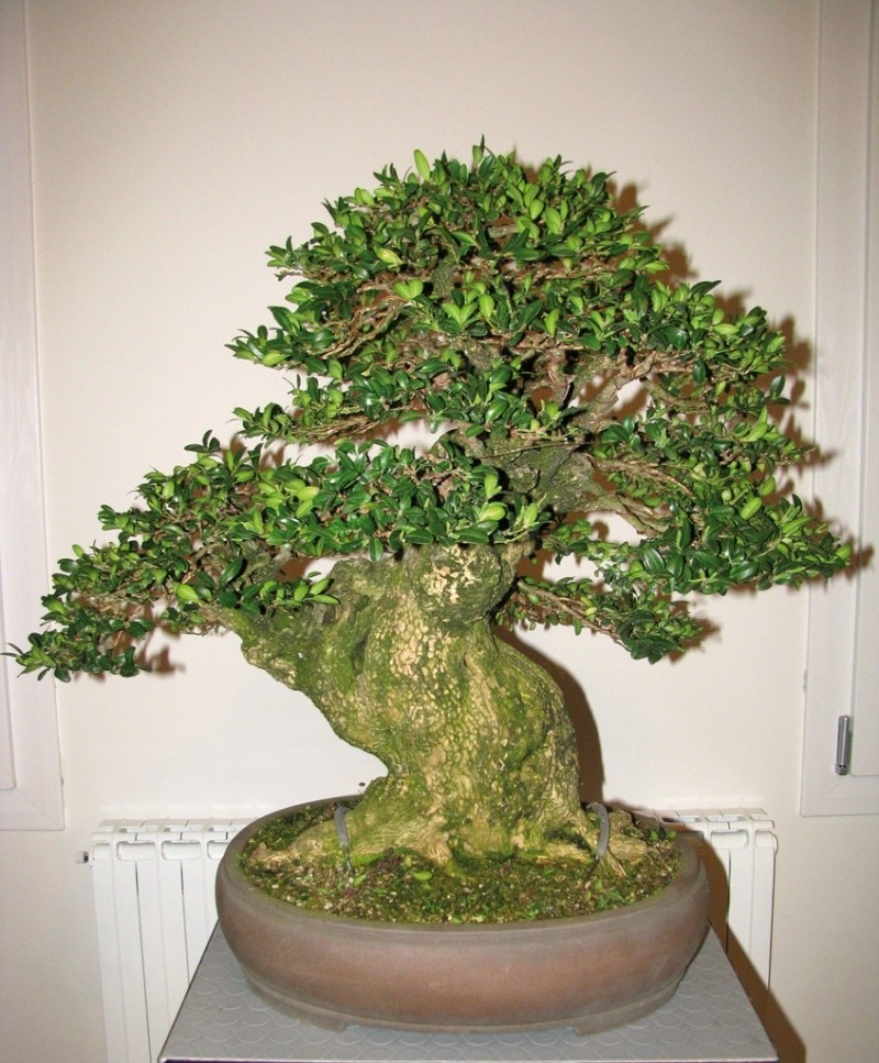 3 cây cảnh bonsai quý tộc, khí chất phi thường, giá trị cao, mang thịnh vượng, sung túc vào nhà - Ảnh 8. 3 cây cảnh bonsai quý tộc, khí chất phi thường, giá trị cao, mang thịnh vượng, sung túc vào nhà - Ảnh 8.