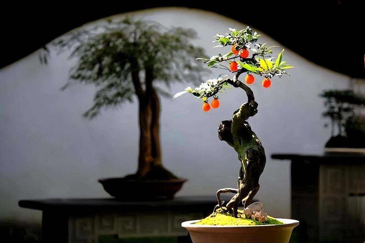 3 cây cảnh bonsai quý tộc, khí chất phi thường, giá trị cao, mang thịnh vượng, sung túc vào nhà - Ảnh 13. 3 cây cảnh bonsai quý tộc, khí chất phi thường, giá trị cao, mang thịnh vượng, sung túc vào nhà - Ảnh 13.