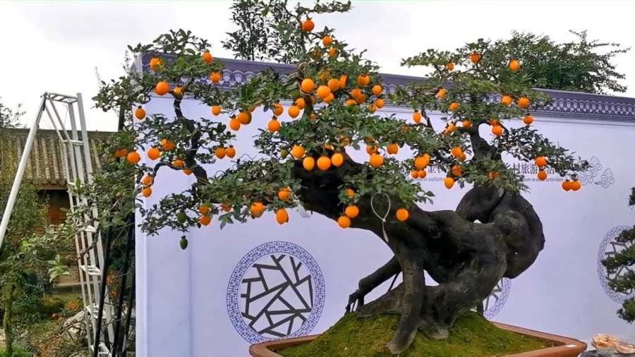 3 cây cảnh bonsai quý tộc, khí chất phi thường, giá trị cao, mang thịnh vượng, sung túc vào nhà - Ảnh 11. 3 cây cảnh bonsai quý tộc, khí chất phi thường, giá trị cao, mang thịnh vượng, sung túc vào nhà - Ảnh 11.