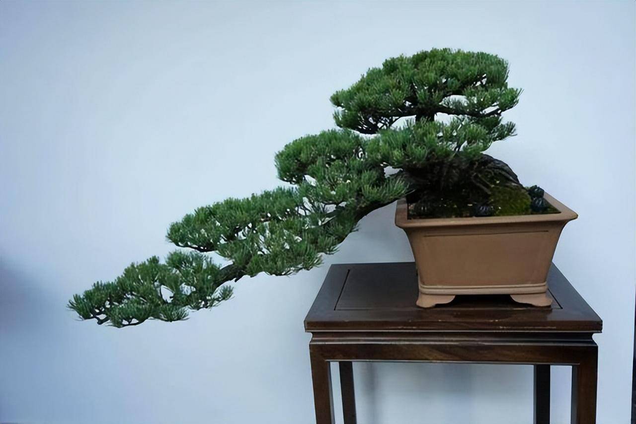 3 cây cảnh bonsai quý tộc, khí chất phi thường, giá trị cao, mang thịnh vượng, sung túc vào nhà - Ảnh 2. 3 cây cảnh bonsai quý tộc, khí chất phi thường, giá trị cao, mang thịnh vượng, sung túc vào nhà - Ảnh 2.