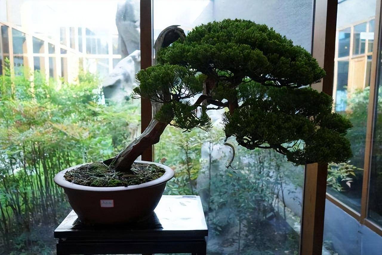 3 cây cảnh bonsai quý tộc, khí chất phi thường, giá trị cao, mang thịnh vượng, sung túc vào nhà - Ảnh 5. 3 cây cảnh bonsai quý tộc, khí chất phi thường, giá trị cao, mang thịnh vượng, sung túc vào nhà - Ảnh 5.