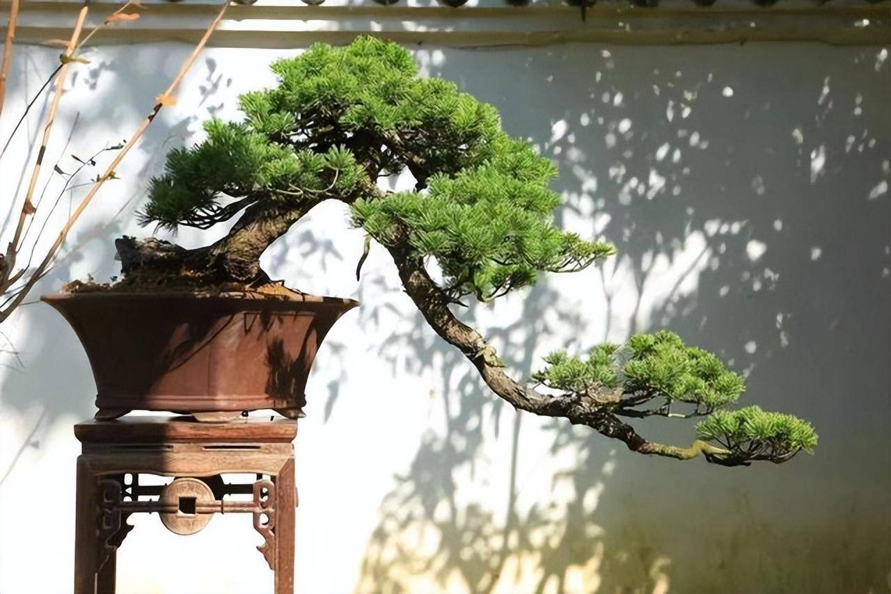 3 cây cảnh bonsai quý tộc, khí chất phi thường, giá trị cao, mang thịnh vượng, sung túc vào nhà - Ảnh 3. 3 cây cảnh bonsai quý tộc, khí chất phi thường, giá trị cao, mang thịnh vượng, sung túc vào nhà - Ảnh 3.