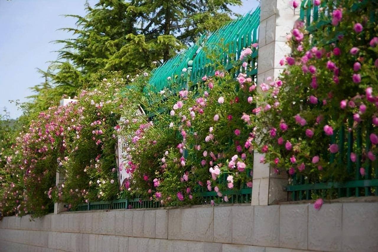 3 cây cảnh thay thế hồng leo, đẹp rực rỡ, không sâu bệnh, dễ chăm sóc  - Ảnh 2.