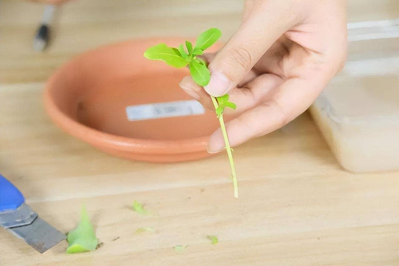 Thời kỳ vàng giâm cành cho 6 cây cảnh này, cuối thu ban công nhà bạn sẽ ngập tràn hoa lá - Ảnh 8.