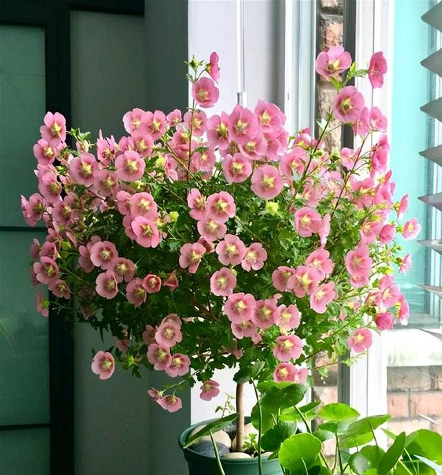 9 cây cảnh thích hợp nhất cho nhà mới, lọc sạch bụi bẩn, chất độc hại, không khí sạch bong kin kít - Ảnh 5.