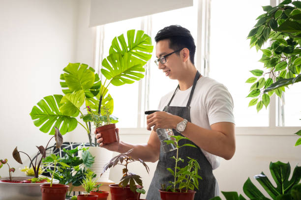 9 cây cảnh thích hợp nhất cho nhà mới, lọc sạch bụi bẩn, chất độc hại, không khí sạch bong kin kít - Ảnh 1.