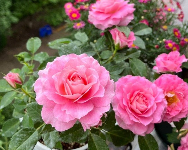 9 cây cảnh thích hợp nhất cho nhà mới, lọc sạch bụi bẩn, chất độc hại, không khí sạch bong kin kít - Ảnh 4.