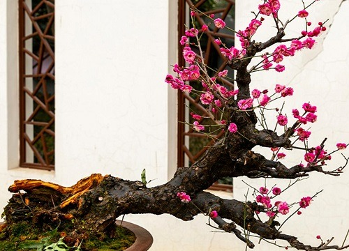 9 cây cảnh thích hợp nhất cho nhà mới, lọc sạch bụi bẩn, chất độc hại, không khí sạch bong kin kít - Ảnh 9.