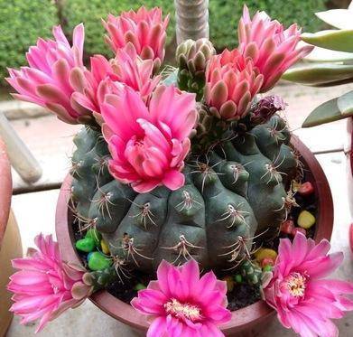 9 cây cảnh thích hợp nhất cho nhà mới, lọc sạch bụi bẩn, chất độc hại, không khí sạch bong kin kít - Ảnh 3.