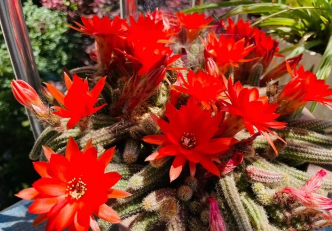 Cây cảnh trồng từ những năm 90, hình thù kì dị gây sợ hãi, cuối cùng lại quyến rũ kỳ lạ - Ảnh 10.