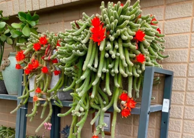 Cây cảnh trồng từ những năm 90, hình thù kì dị gây sợ hãi, cuối cùng lại quyến rũ kỳ lạ - Ảnh 5.