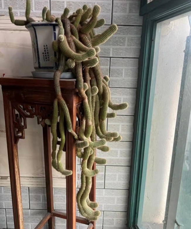 Cây cảnh trồng từ những năm 90, hình thù kì dị gây sợ hãi, cuối cùng lại quyến rũ kỳ lạ - Ảnh 1.