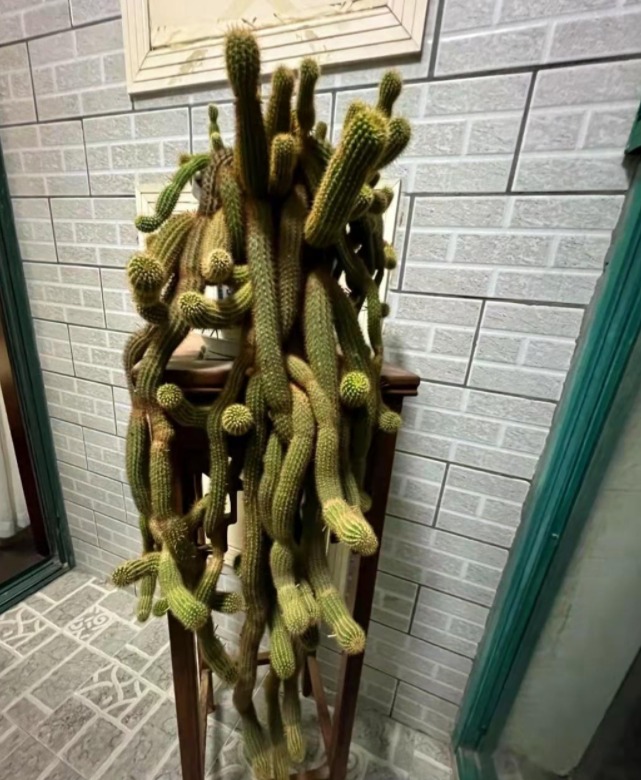 Cây cảnh trồng từ những năm 90, hình thù kì dị gây sợ hãi, cuối cùng lại quyến rũ kỳ lạ - Ảnh 2.