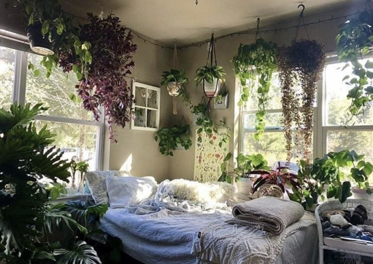 3 loại cây cảnh dù thích cũng không được đặt ở phòng ngủ, không dưỡng người còn độc hại - Ảnh 7.