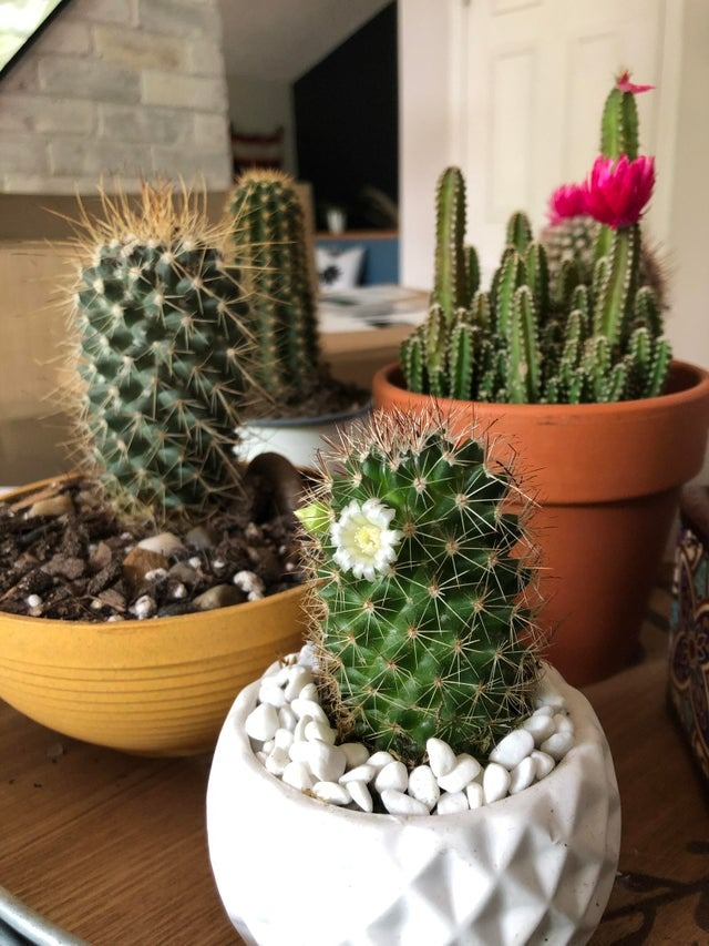 3 loại cây cảnh dù thích cũng không được đặt ở phòng ngủ, không dưỡng người còn độc hại - Ảnh 6.