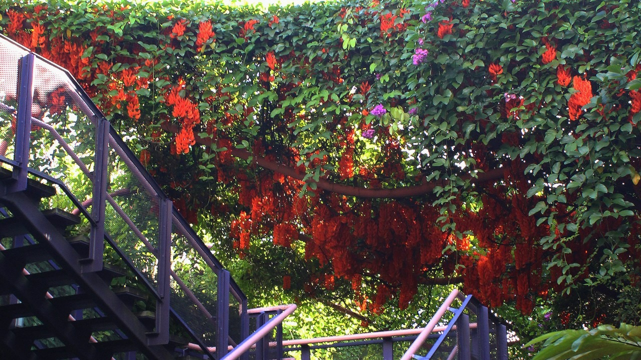 Cây cảnh kỳ lạ, hoa nở từng chùm xanh mơ màng, tên gọi mạnh mẽ có liên quan đến "ông Ba mươi" - Ảnh 6.