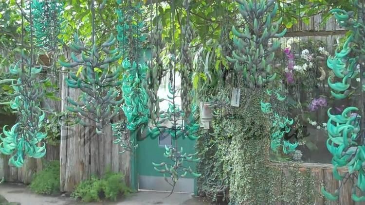 Cây cảnh kỳ lạ, hoa nở từng chùm xanh mơ màng, tên gọi mạnh mẽ có liên quan đến "ông Ba mươi" - Ảnh 2.