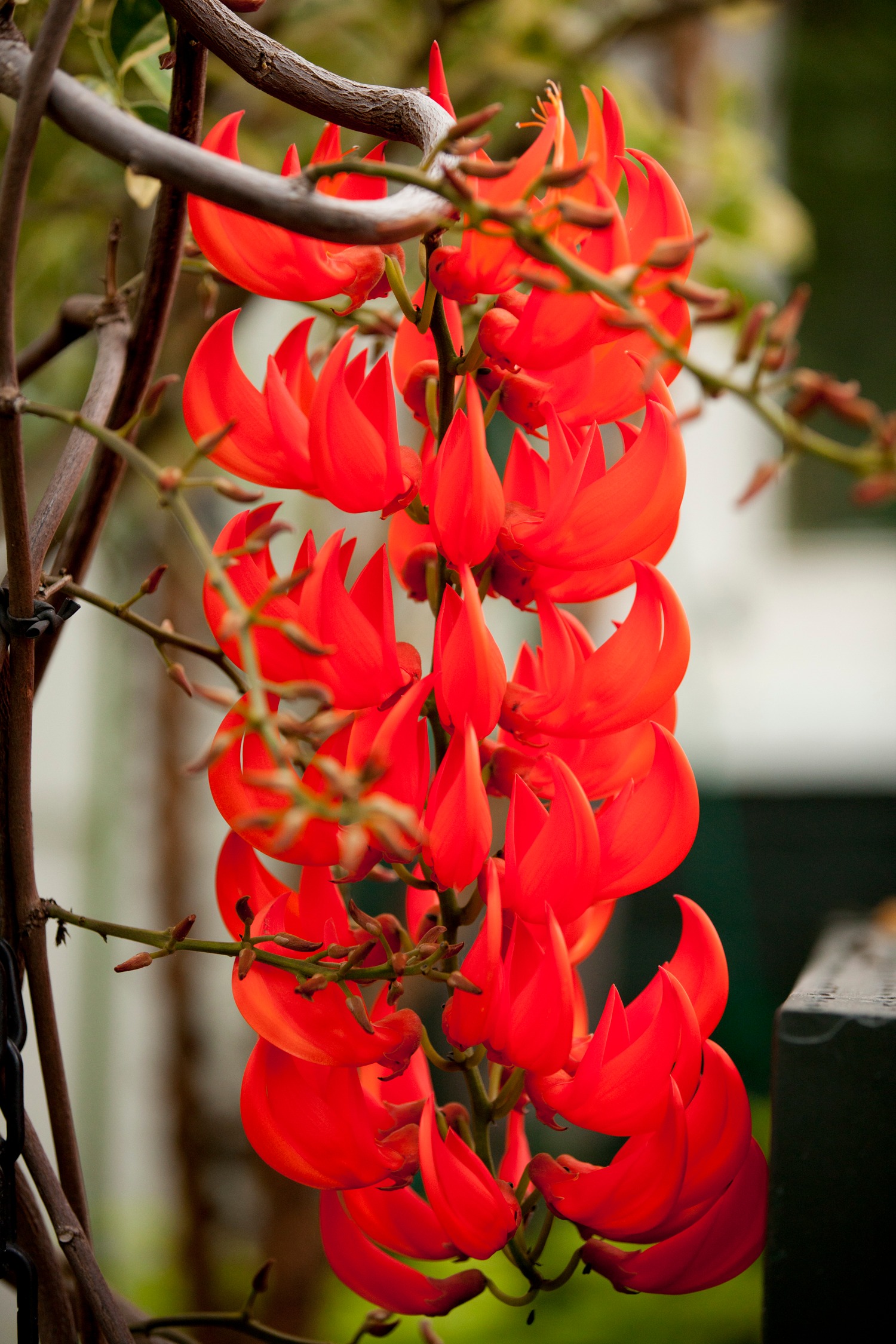 Cây cảnh kỳ lạ, hoa nở từng chùm xanh mơ màng, tên gọi mạnh mẽ có liên quan đến "ông Ba mươi" - Ảnh 5.