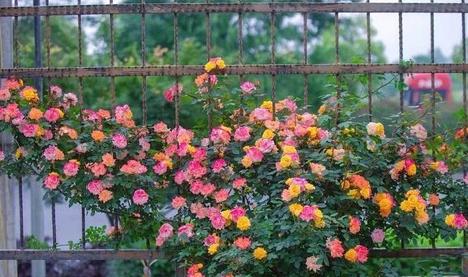 Có khu vườn đẹp như mơ, cảm nhận bốn mùa trôi qua đầy màu sắc là mơ ước của mỗi người - Ảnh 10. Có khu vườn đẹp như mơ, cảm nhận bốn mùa trôi qua đầy màu sắc là mơ ước của mỗi người - Ảnh 10.