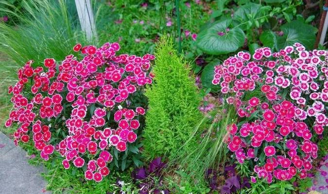 Có khu vườn đẹp như mơ, cảm nhận bốn mùa trôi qua đầy màu sắc là mơ ước của mỗi người - Ảnh 13. Có khu vườn đẹp như mơ, cảm nhận bốn mùa trôi qua đầy màu sắc là mơ ước của mỗi người - Ảnh 13.