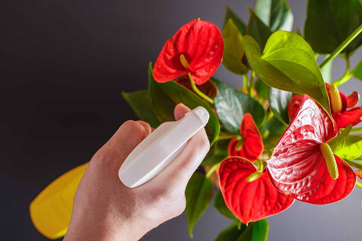 Rắc 1 ít "thần dược" tìm thấy trong bếp lên cây cảnh, nụ bùng dữ dội, hoa tăng sắc thắm - Ảnh 4.