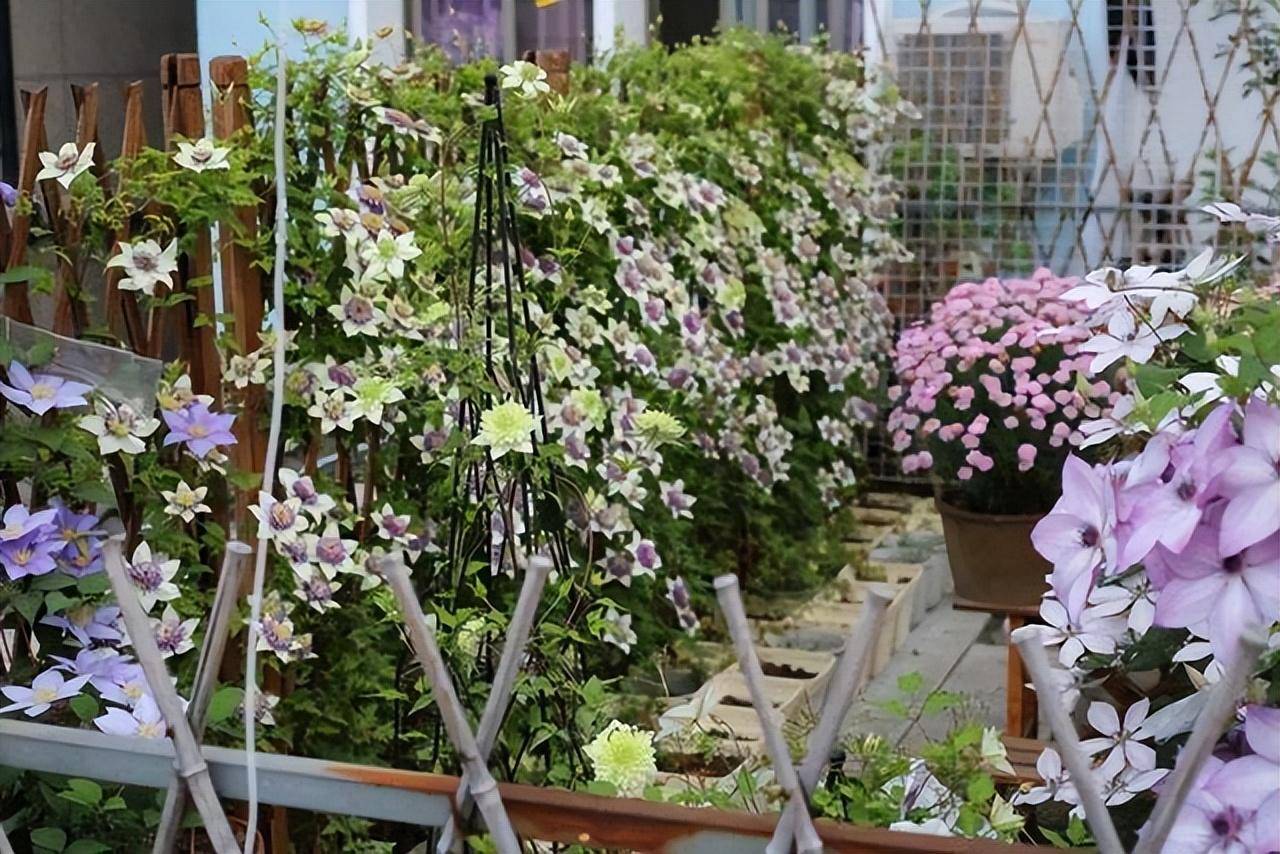 Cây cảnh "báu vật của khu vườn", hoa nở bất tận từ xuân sang thu, lộng lẫy muôn màu - Ảnh 2.