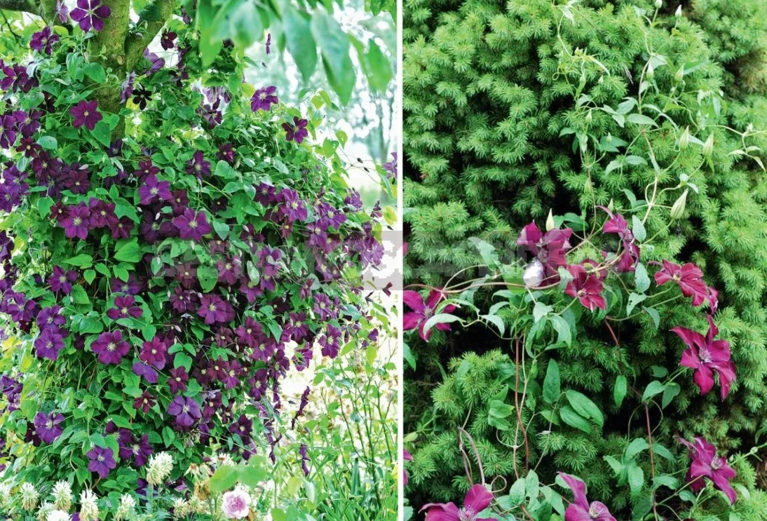 Cây cảnh "báu vật của khu vườn", hoa nở bất tận từ xuân sang thu, lộng lẫy muôn màu - Ảnh 7.