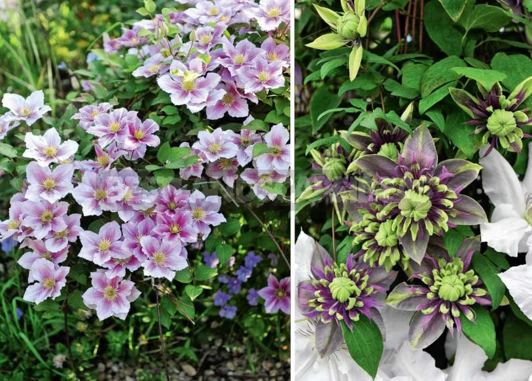 Cây cảnh "báu vật của khu vườn", hoa nở bất tận từ xuân sang thu, lộng lẫy muôn màu - Ảnh 3.