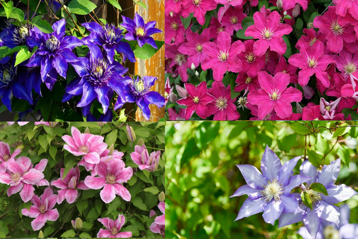 Cây cảnh "báu vật của khu vườn", hoa nở bất tận từ xuân sang thu, lộng lẫy muôn màu - Ảnh 6.