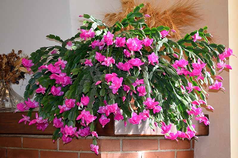 4 cây cảnh vừa thức giấc, nhanh chóng bón dinh dưỡng để đón mùa hoa trĩu cành, vỡ chậu - Ảnh 7. 4 cây cảnh vừa thức giấc, nhanh chóng bón dinh dưỡng để đón mùa hoa trĩu cành, vỡ chậu - Ảnh 7.