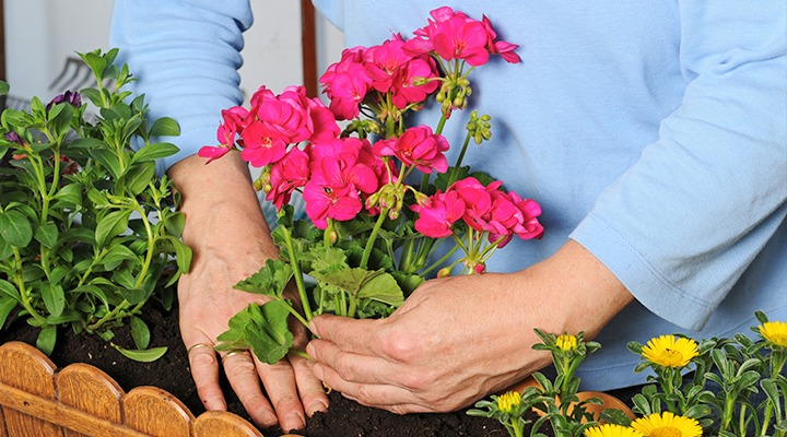 4 cây cảnh vừa thức giấc, nhanh chóng bón dinh dưỡng để đón mùa hoa trĩu cành, vỡ chậu - Ảnh 1. 4 cây cảnh vừa thức giấc, nhanh chóng bón dinh dưỡng để đón mùa hoa trĩu cành, vỡ chậu - Ảnh 1.