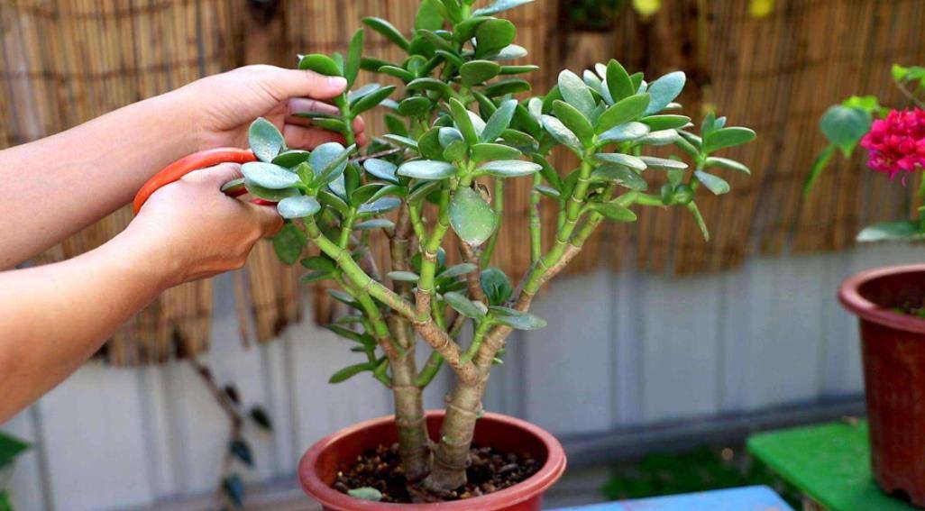 Tháng 9, 6 điều cần làm cho cây cảnh để hoa nở vỡ chậu, lá xanh mãn nhãn vào cuối năm - Ảnh 4. Tháng 9, 6 điều cần làm cho cây cảnh để hoa nở vỡ chậu, lá xanh mãn nhãn vào cuối năm - Ảnh 4.
