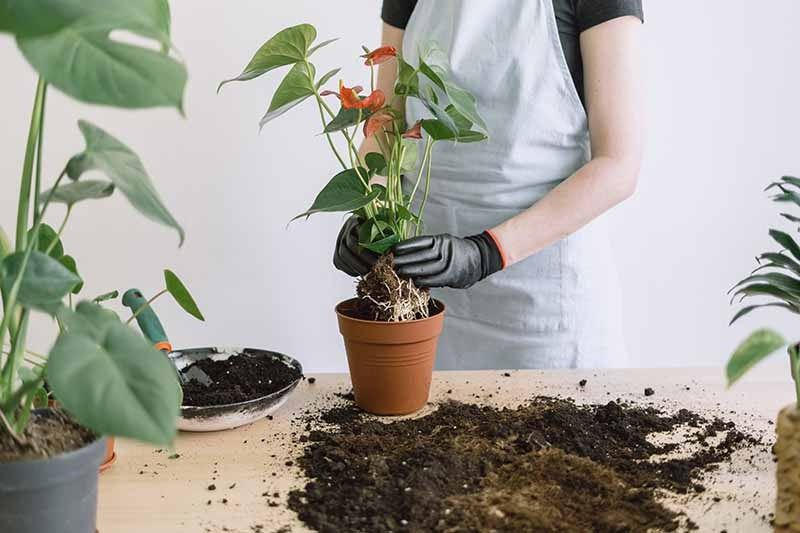 Tháng 9, 6 điều cần làm cho cây cảnh để hoa nở vỡ chậu, lá xanh mãn nhãn vào cuối năm - Ảnh 2. Tháng 9, 6 điều cần làm cho cây cảnh để hoa nở vỡ chậu, lá xanh mãn nhãn vào cuối năm - Ảnh 2.