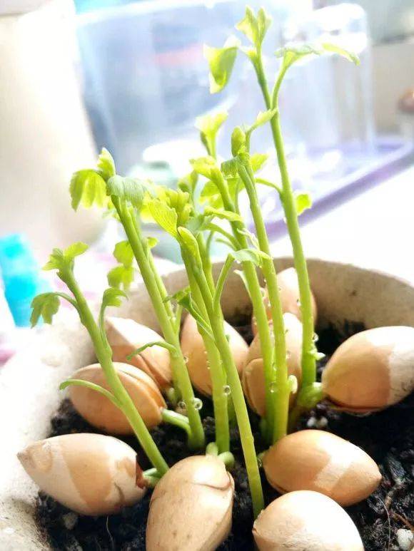 Tháng 9, 6 điều cần làm cho cây cảnh để hoa nở vỡ chậu, lá xanh mãn nhãn vào cuối năm - Ảnh 5. Tháng 9, 6 điều cần làm cho cây cảnh để hoa nở vỡ chậu, lá xanh mãn nhãn vào cuối năm - Ảnh 5.