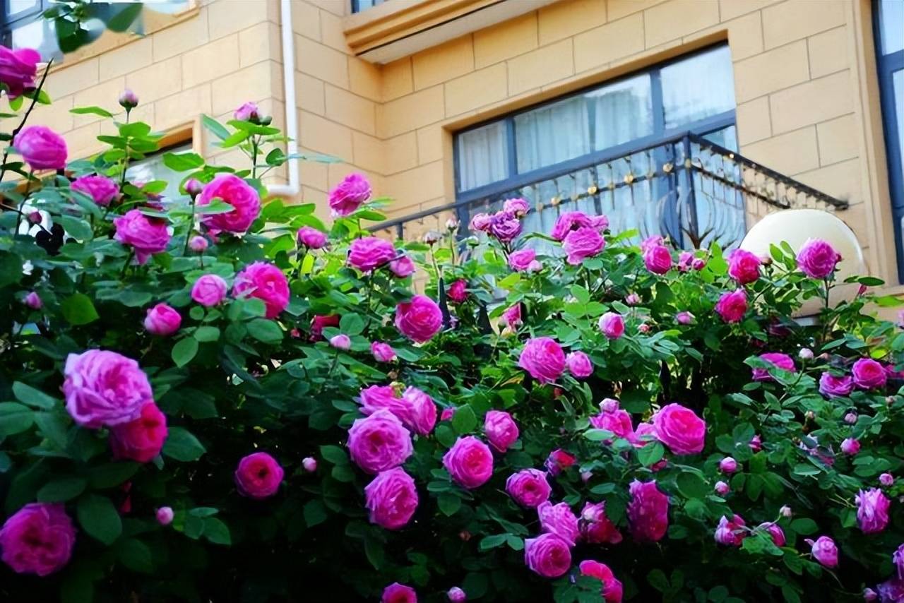 Biến sân nhỏ thành khu vườn mãn nhãn với cây cảnh "nữ hoàng", ai thấy cũng mê mẩn - Ảnh 3.