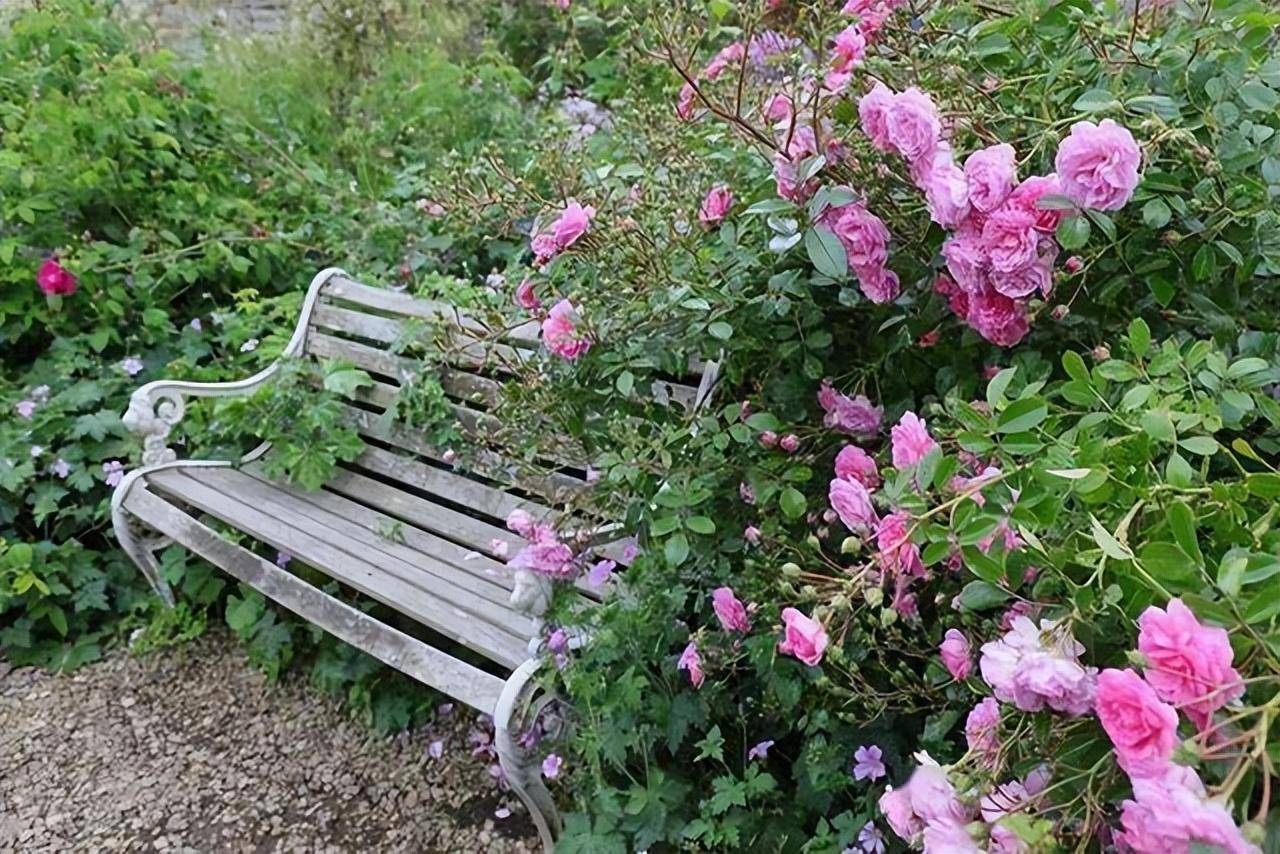 Biến sân nhỏ thành khu vườn mãn nhãn với cây cảnh "nữ hoàng", ai thấy cũng mê mẩn - Ảnh 1.