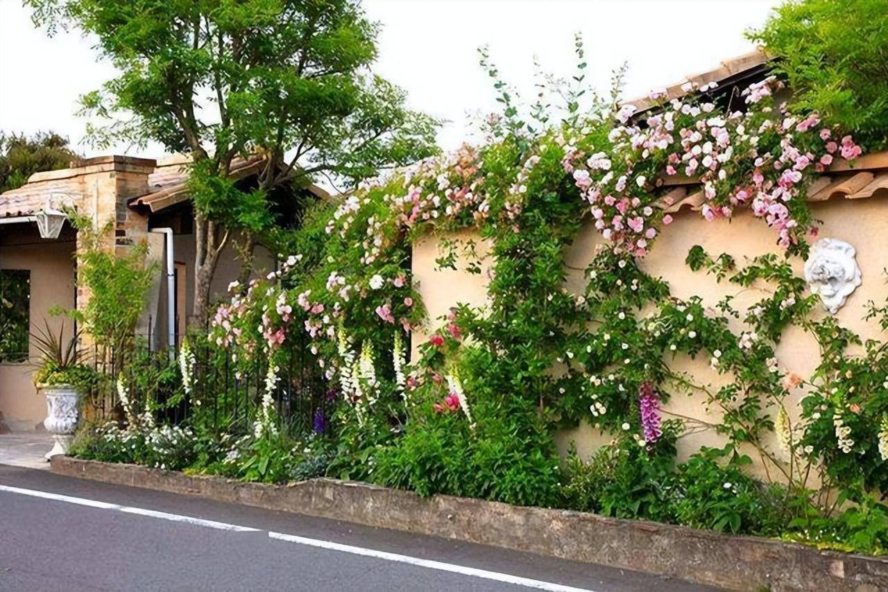 Biến sân nhỏ thành khu vườn mãn nhãn với cây cảnh "nữ hoàng", ai thấy cũng mê mẩn - Ảnh 10.