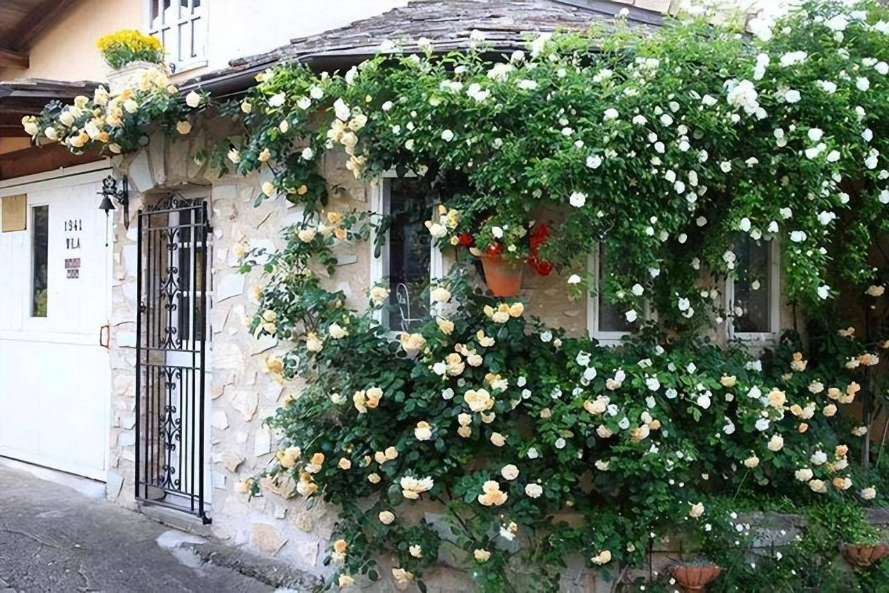 Biến sân nhỏ thành khu vườn mãn nhãn với cây cảnh "nữ hoàng", ai thấy cũng mê mẩn - Ảnh 9.