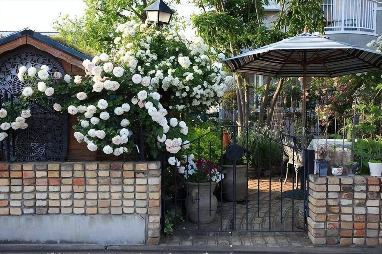 Biến sân nhỏ thành khu vườn mãn nhãn với cây cảnh "nữ hoàng", ai thấy cũng mê mẩn - Ảnh 5.