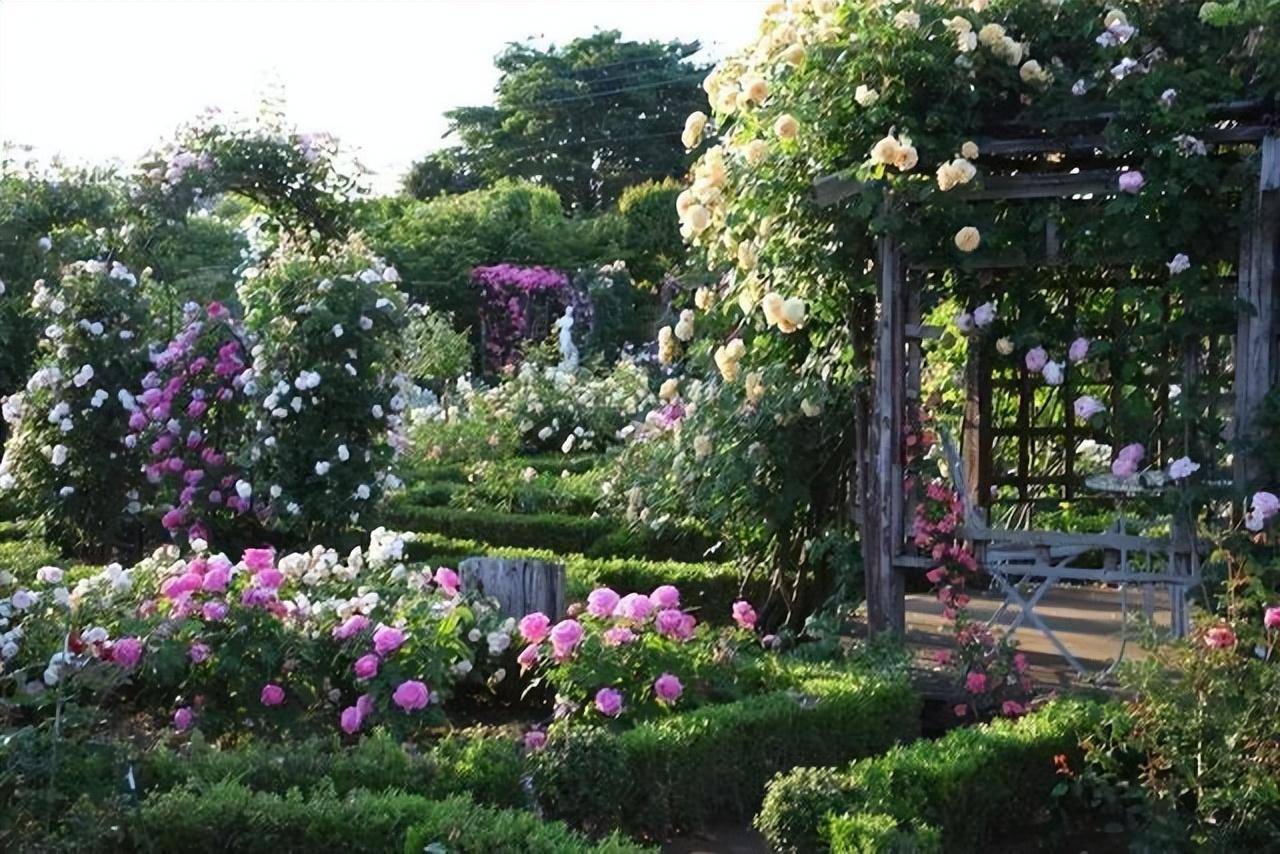 Biến sân nhỏ thành khu vườn mãn nhãn với cây cảnh "nữ hoàng", ai thấy cũng mê mẩn - Ảnh 12.