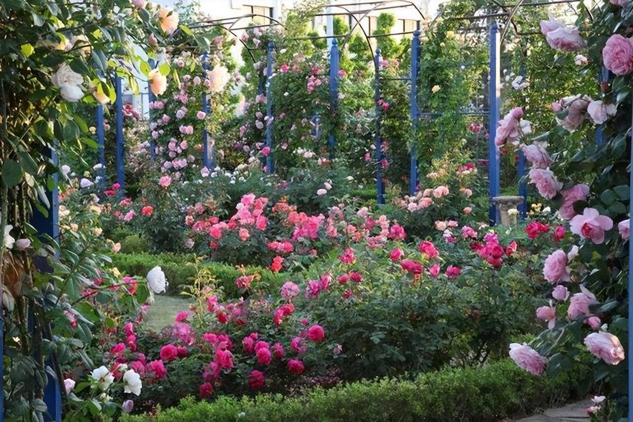 Biến sân nhỏ thành khu vườn mãn nhãn với cây cảnh "nữ hoàng", ai thấy cũng mê mẩn - Ảnh 11.