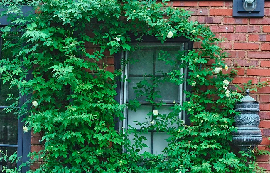 Biến sân nhỏ thành khu vườn mãn nhãn với cây cảnh "nữ hoàng", ai thấy cũng mê mẩn - Ảnh 7.